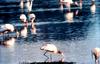 Wood Storks (Mycteria americana)