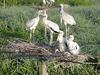 Wood Stork family (Mycteria americana)