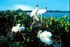 Wood Stork family on nest (Mycteria americana)