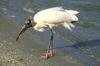 Wood Stork (Mycteria americana)