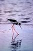 Black-necked Stilt (Himantopus mexicanus)