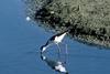 Black-necked Stilt (Himantopus mexicanus)