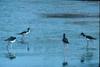 Hawaiian Black-necked Stilt flock (Himantopus mexicanus knudseni)