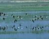 Black-necked Stilt flock (Himantopus mexicanus)