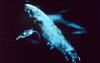 Gray Whale (Eschrichtius robustus)