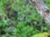 Big Ant (Queen ant) trapped in spider web