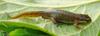 a kind of NEWT
