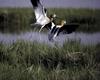 American Avocet pair (Recurvirostra americana)