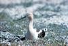 American Avocet nesting (Recurvirostra americana)