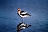 American Avocet (Recurvirostra americana)