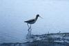 American Avocet (Recurvirostra americana)