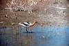 American Avocet (Recurvirostra americana)