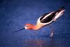 American Avocet (Recurvirostra americana)