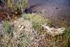 American Avocet eggs (Recurvirostra americana)