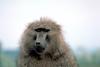 Anubis Baboon, Olive Baboon (Papio anubis)