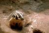 American Badger (Taxidea taxus)