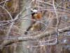 곤줄박이 Parus varius (Varied Tit)