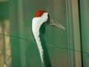 두루미 Grus japonensis (Red-crowned Crane)