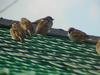 참새 Passer montanus (Tree Sparrows)