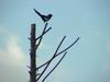 까치 Pica pica (Black-billed Magpie)