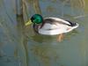 청둥오리 Anas platyrhynchos (Mallard Duck)