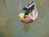 청둥오리 Anas platyrhynchos (Mallard Duck)