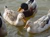 청둥오리 Anas platyrhynchos (Mallard Duck F1)