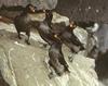 Crested Auklet group (Aethia cristatella)