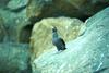 Crested Auklet (Aethia cristatella)