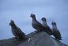 Crested Auklet group (Aethia cristatella)