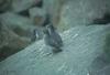 Crested Auklet pair (Aethia cristatella)