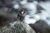 Crested Auklet trio (Aethia cristatella)