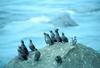 Crested Auklet flock (Aethia cristatella)