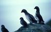 Parakeet Auklet pair (Aethia psittacula)  & Least Auklet (Aethia pusilla)