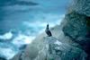 Crested Auklet (Aethia cristatella)