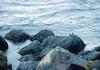 Crested Auklets (Aethia cristatella)