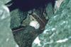 Crested Auklet egg (Aethia cristatella)