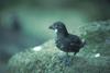 Least Auklet (Aethia pusilla)