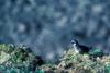 Least Auklet (Aethia pusilla)