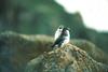 Least Auklets (Aethia pusilla)