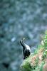 Parakeet Auklet (Aethia psittacula)