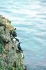 Parakeet Auklets (Aethia psittacula)