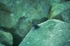 Whiskered Auklet (Aethia pygmaea)
