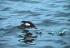 Pigeon Guillemot (Cepphus columba)