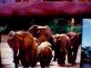 ELEPHANT FAMILY