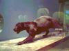 BLACK JAGUAR