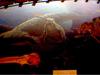 PREHISTORIC MANATEE
