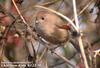 붉은머리오목눈이 Paradoxornis webbianus (Vinous-throated Parrotbill)