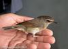 진홍가슴 Luscinia calliope (Siberian Rubythroat)