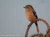 딱새 Phoenicurus auroreus (Daurian Redstart)